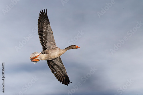 Photos greylag goose inflight