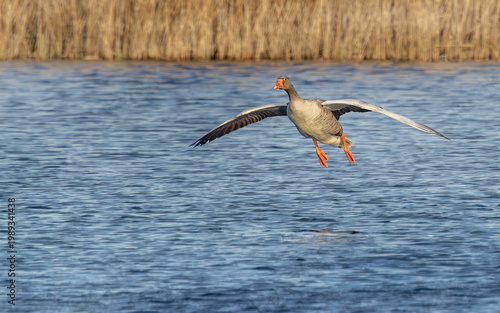 greylag goose flying over lake