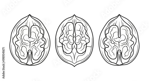 Three walnut halves illustration a detailed black and white botanical study of juglans regia