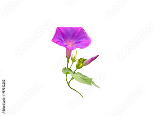 Fotografía Vibrant purple morning glory blossom in full bloom with developing bud and green foliage