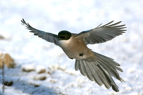 Azure-winged magpie flying on a cold, snowy, and windy winter morning in a Mediterranean mountain