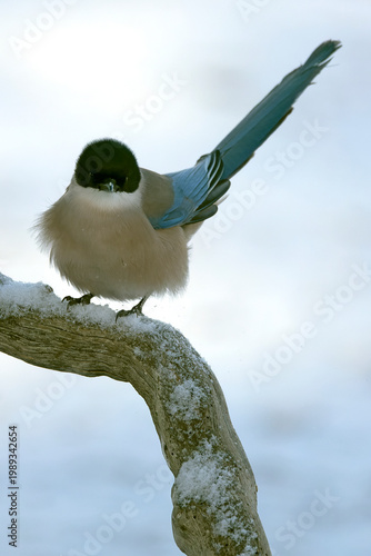 Azure-winged magpie in a mountain area with Mediterranean vegetation on a snowy and rainy winter morning