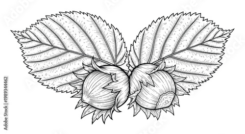 Detailed hand drawn engraving of two hazelnuts nestled within their protective husks and large textured leaves on a plain background.