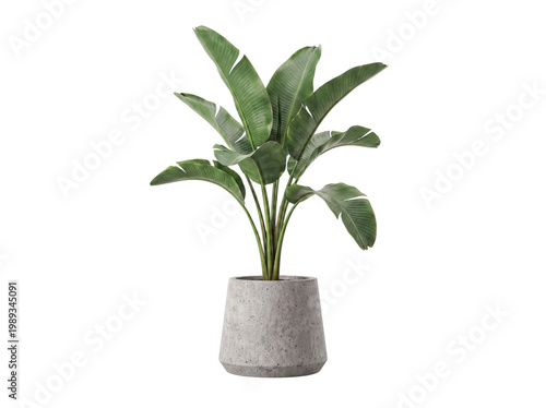 Canvas-taulu Elegant potted bird of paradise plant, known as Strelitzia, with large green leaves in a modern concrete pot