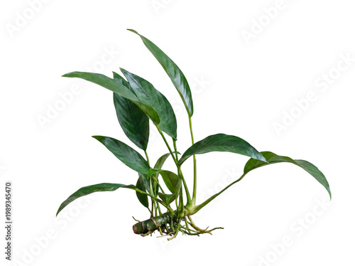 Foto Realistic photograph of a green aquatic plant with visible roots and leaves, isolated on a transparent background