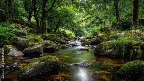 Serene Forest Creek with Mossy Rocks