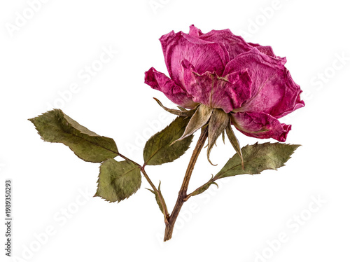 Tableau sur toile Single elegant dried pink rose with faded petals and textured leaves, isolated on a transparent background for design