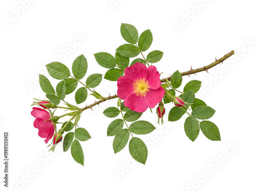 Canvastavla Vibrant pink wild rose flowers and buds on a thorny stem with lush green leaves, isolated on transparent background