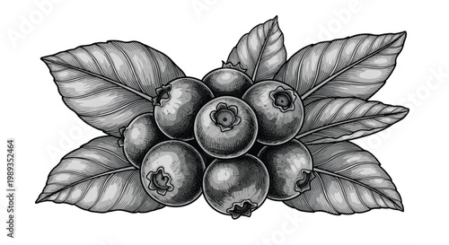 Realistic engraving of a cluster of blueberries with textured leaves showing fine detail for food packaging healthy eating and nature themes.