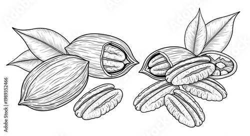 Detailed vintage engraving of pecan nuts in shells and shelled showing natural texture and leaves for culinary and agricultural illustrations.
