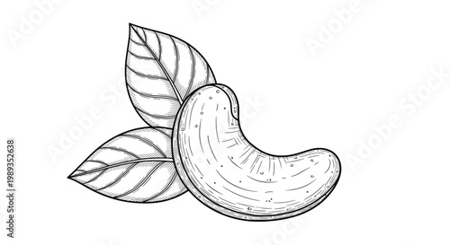 Stylized line drawing of a cashew nut with two leaves featuring fine cross-hatching details for a vintage botanical look.
