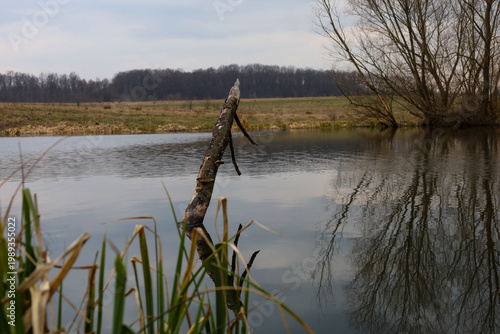 An old broken tree sticks out from the mirror-like surface of the river against a wide spring field and distant forest. The quiet coastal area with dry reeds and willows creates an atmosphere of peace