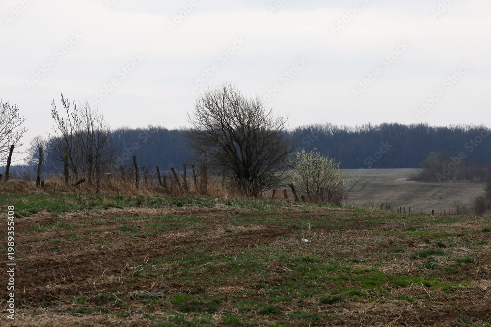 Obraz premium A rural landscape with a spacious field and leafless trees under a cloudy sky creates an atmosphere of early spring. An old wooden fence and a forest line on the horizon complete the calm natural lan