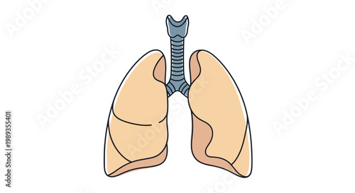 Human lungs illustration showing respiratory system anatomy.