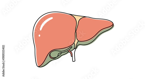 Illustration of a healthy human liver with gallbladder.