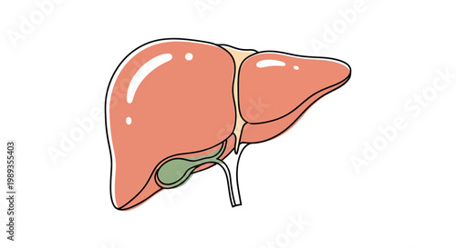 Anatomical illustration of human liver and gallbladder.