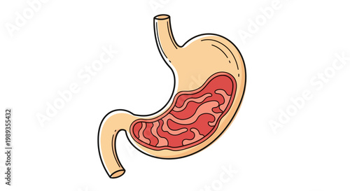 Illustration of Human Stomach Anatomy with Internal Structure.