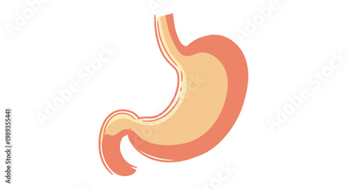 Minimalist flat vector illustration of human stomach anatomy.