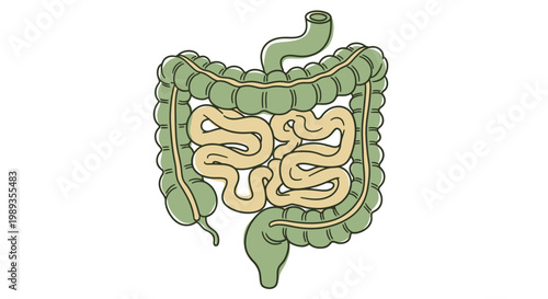 Anatomical illustration of the human digestive system including intestines.