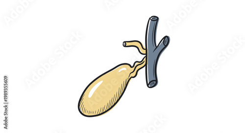Anatomical illustration of human gallbladder with biliary ducts.