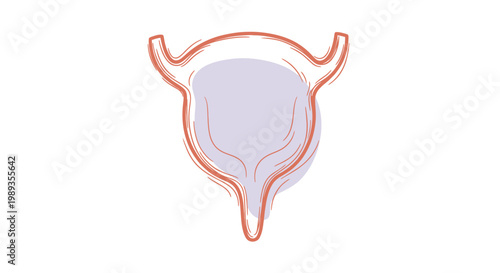 Anatomical illustration of human urinary bladder and urethra structure.
