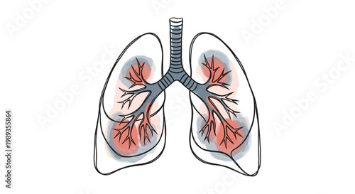 Illustration of Human Lungs with Bronchial Anatomy and Pulmonary Structure.