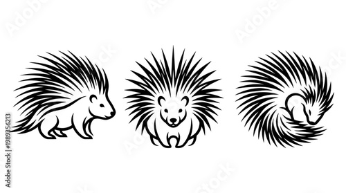 Three Detailed Black and White Porcupine Illustrations on White Background.