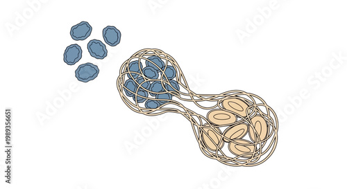 Illustration of a cellular process showing division or interaction of cell structures.