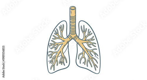 Illustration of Human Lungs and Bronchial Tree Anatomy.