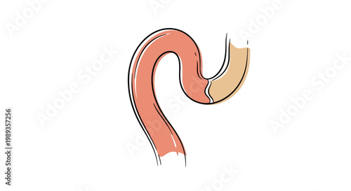 Illustration of a section of the human intestine or digestive tract.
