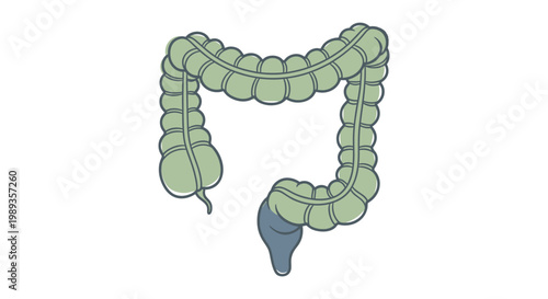 Illustration of the Human Large Intestine Colon Anatomy.
