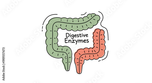 Digestive Enzymes Concept with Colon and Intestine Illustration.