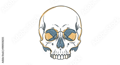 Stylized artistic human skull illustration with vibrant color accents.