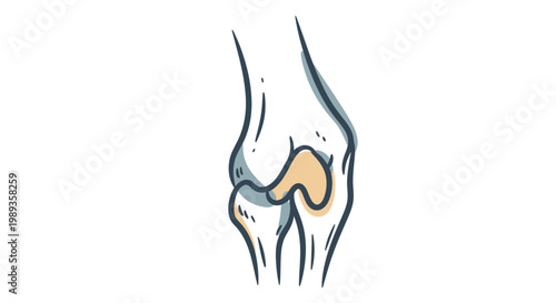 Anatomical sketch of a human knee joint showing patella bone.