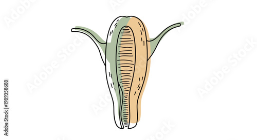 Stylized medical illustration of a human female uterus and fallopian tubes.