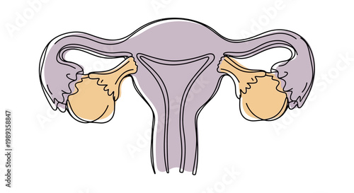 Anatomical illustration of human female reproductive system including uterus and ovaries.