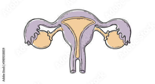 Illustration of Human Female Reproductive System Anatomy.