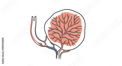 Illustration of a renal corpuscle with glomerulus and Bowman capsule.