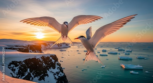 Arctic terns soar over icy waters at sunset