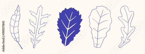 Vector mediterranean blue hand drawn doodle outline set of fresh salad leaves, leafy greens. Simple monochrome organic vegetable collection for healthy cooking design, modern salad vegan menu design.
