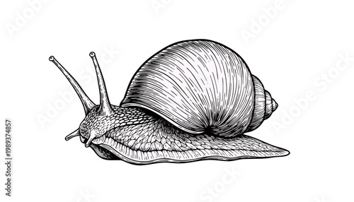 Detailed illustration of a snail in black and white  