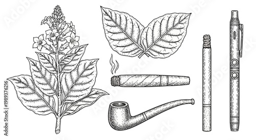 Engraved Tobacco Elements Set Plant, Leaves, Cigar, Cigarette, Pipe, and Pen Illustrations
