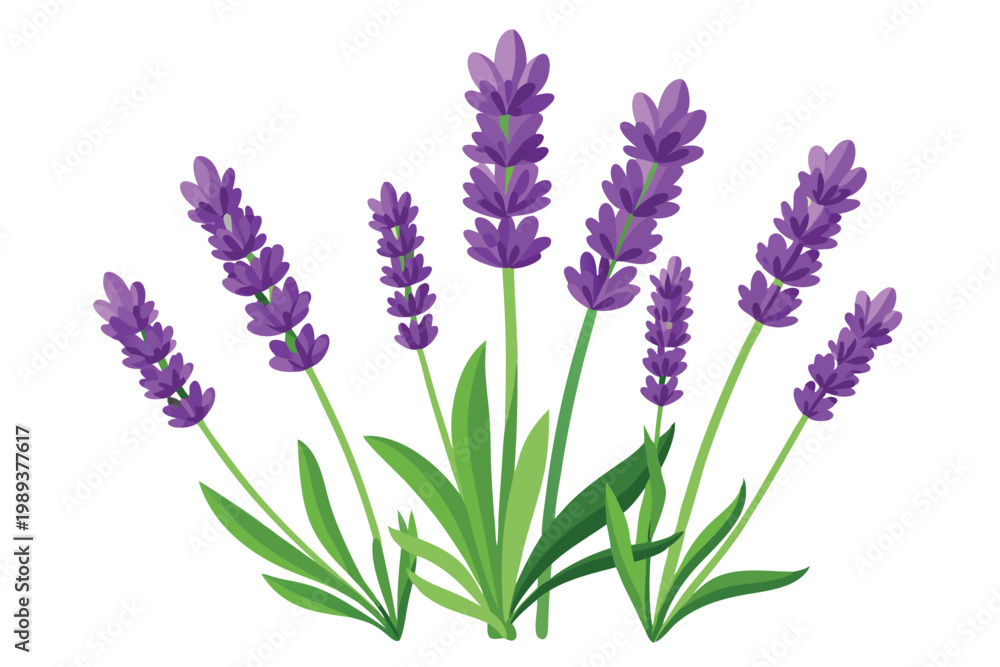 Obraz premium lavender flowers vector on white background