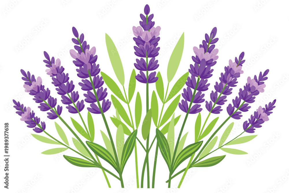 Obraz premium lavender flowers vector on white background