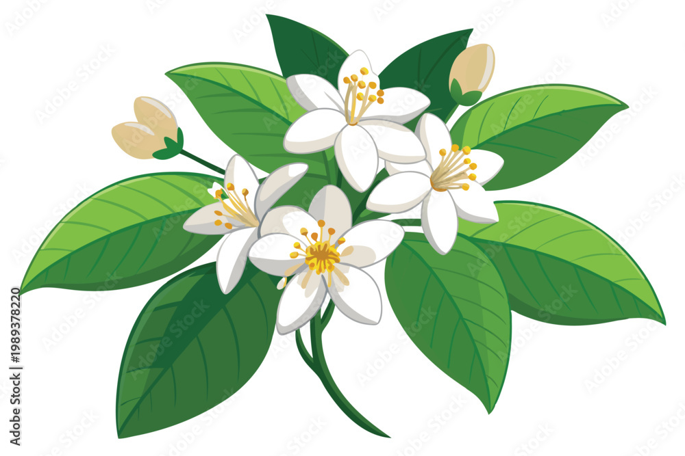 Obraz premium jasmine vector on white background