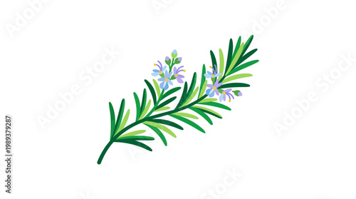 Sprig of rosemary with purple flowers.