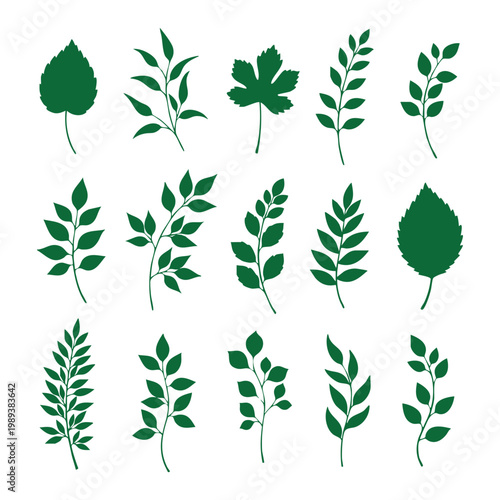 Collection of various green leaves for design