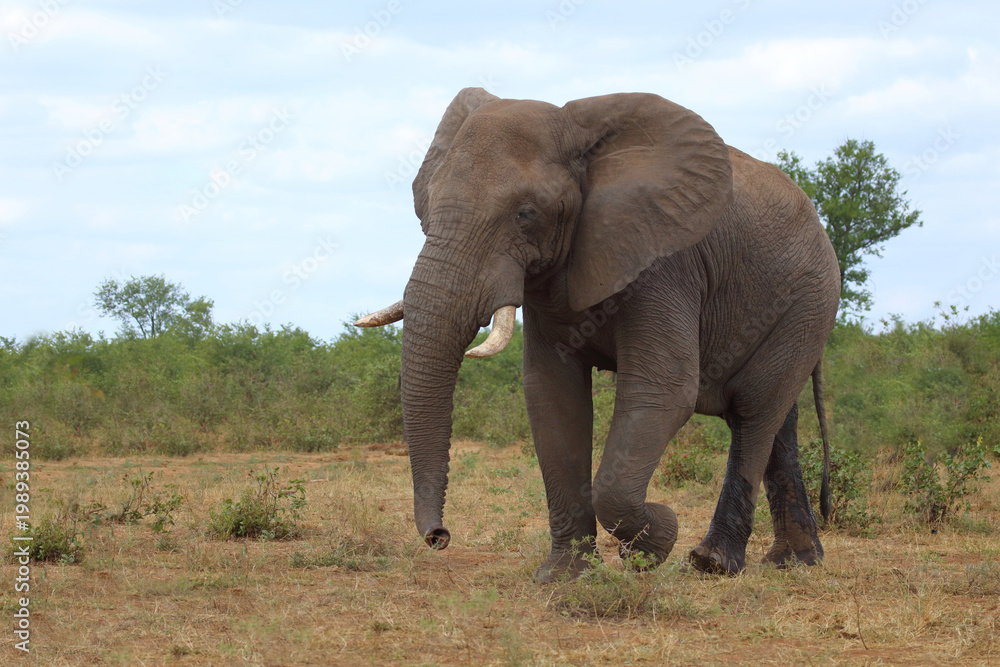 Fototapeta premium Afrikanischer Elefant / African elephant / Loxodonta africana
