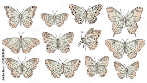 Detailed collection of diverse cream colored butterflies with intricate wing patterns is shown on a plain white background.