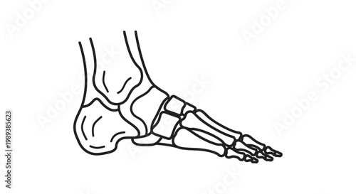 Human Foot Skeleton Anatomy Outline Drawing.